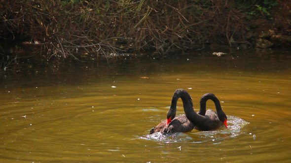 Black Swans 1 alt