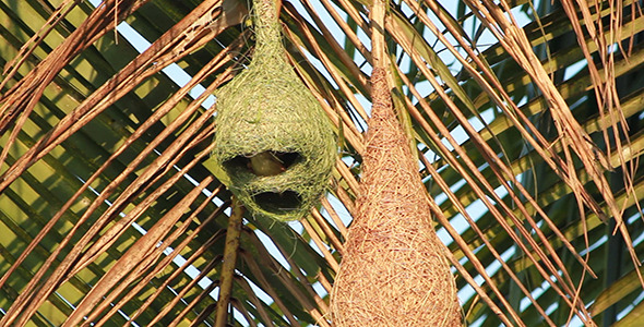 Baya Weaver Nesting with Sound