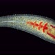 Leech Helobdella Stagnalis Under a Microscope Family Glossiphoniidae Order Rhynchobdellida - VideoHive Item for Sale