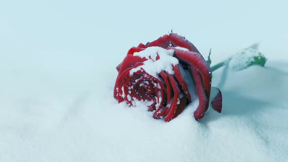 Red Rose In The Snow Rotating Shot