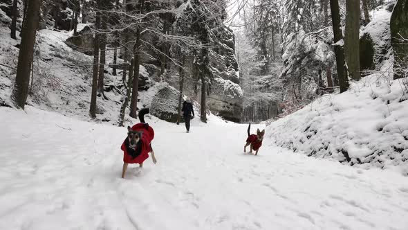 Woman walking her dogs in the winter in the woods.