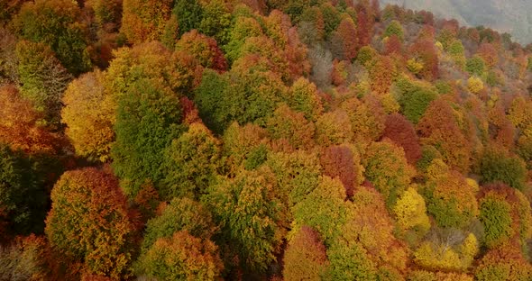 Fly Over Colorful Forest in Autumn With Yellow Green Red Orange Trees Covered By Beautiful Leaves in