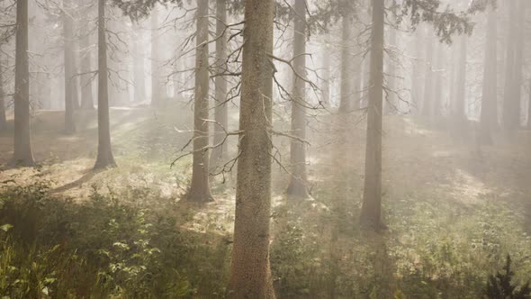 Sunbeams in Natural Spruce Forest