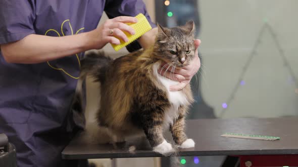 Grooming Combing a Cat in the Salon for Animals