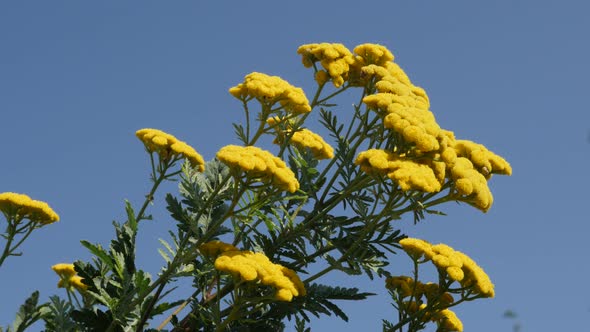 Perennial  Tanacetum vulgare and blue sky 4K footage