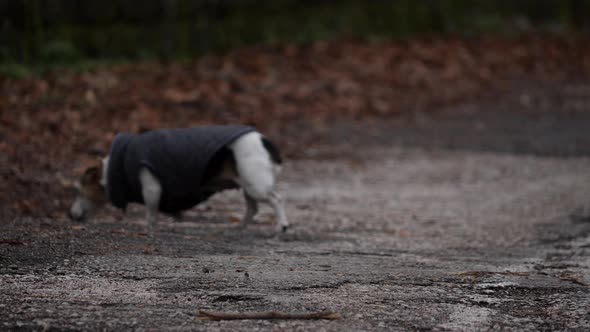 Dog With Clothes Is Walking On An Old Ruined Asphalt Road