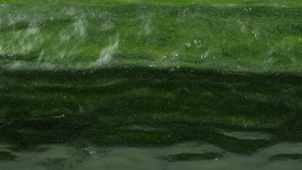 green Cucumber close-up texture