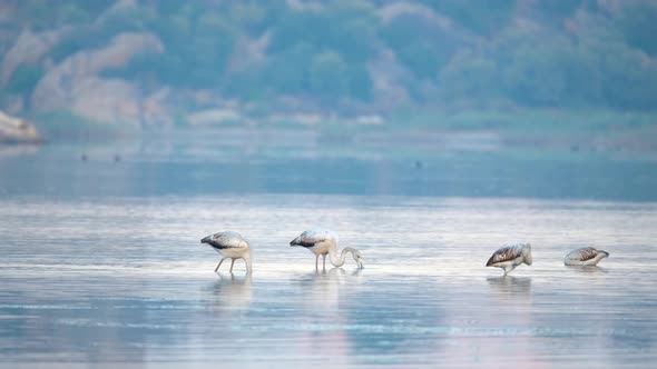 Flamingos in the Water