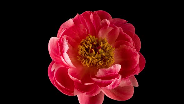 Timelapse of Pink Peony Flower Blooming on Black Background