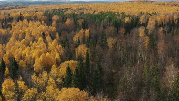 Epic Aerial Flight Over Forrest Sunset Colorful Autumn Trees Golden Hour Sunset Colors Epic Glory