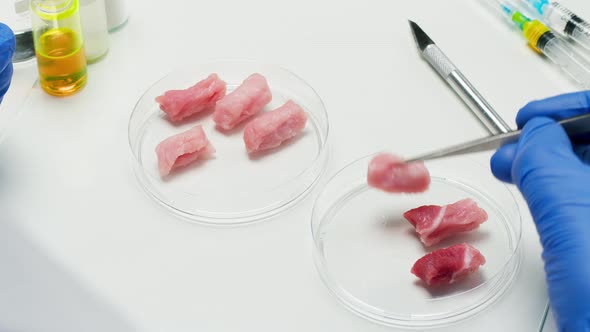 Medical Scientist Specialist Putting Meat in Glass Dish with Tweezers and Closing It in Food