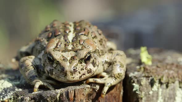 Front view of Western Toad on stump