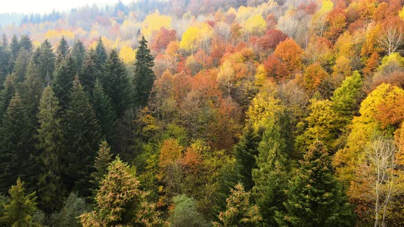 Aerial view of dense green pine forest with canopies of spruce trees and colorful lush foliag