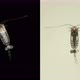 Crustacean Copepoda Calanus Sp, Under a Microscope, of the Family Calanidae - VideoHive Item for Sale