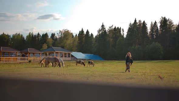 Woman Walking in Paddock with Grazing Animals