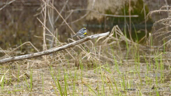 A gray and yellow bird sitting on a branch in the wild.