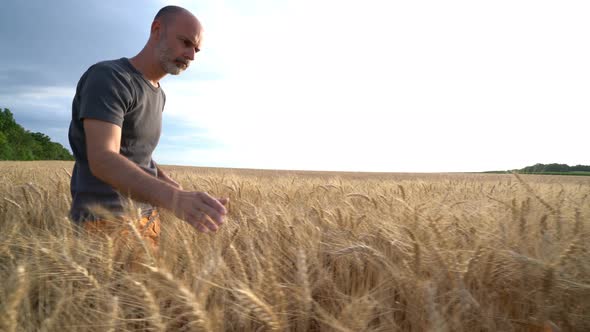 Crane Shot Farmer in Wheat Field