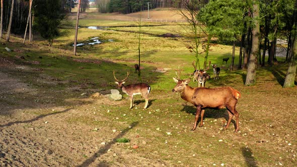 Herd of deer in the spring forestin sunny day, Poland