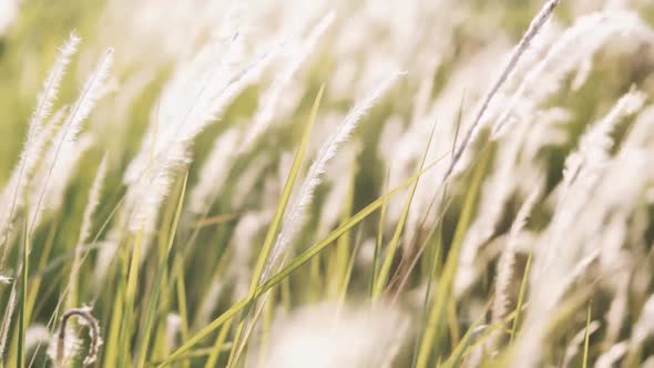 Silver grass flower blowing in the wind, silver grass flower sway in the wind.