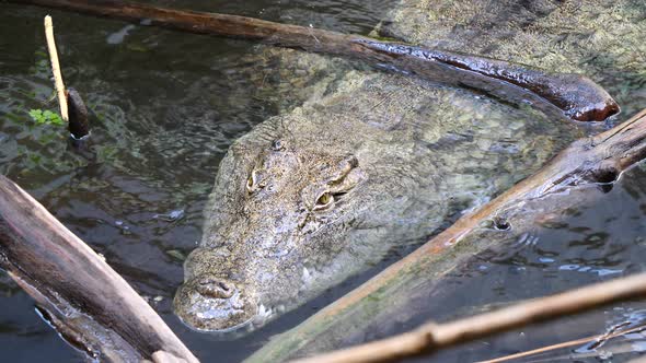 Close up shot of dangerous crocodile diving underwater between branches of tree during sunlight