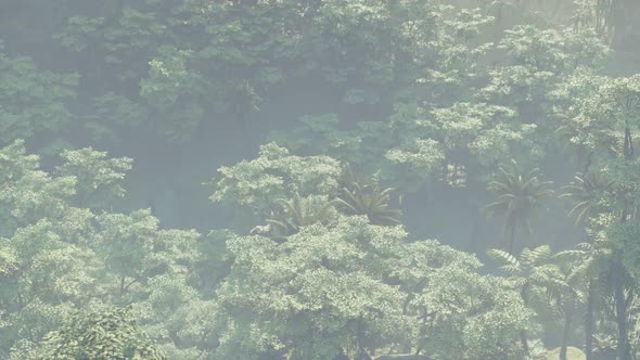 Fog Covered Jungle Rainforest Landscape