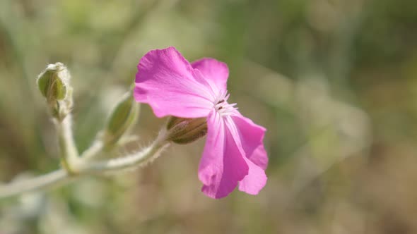 Beautiful Lychnis coronaria plant shallow DOF 4K 2160p 30fps UltraHD footage - Rose Campion spring p