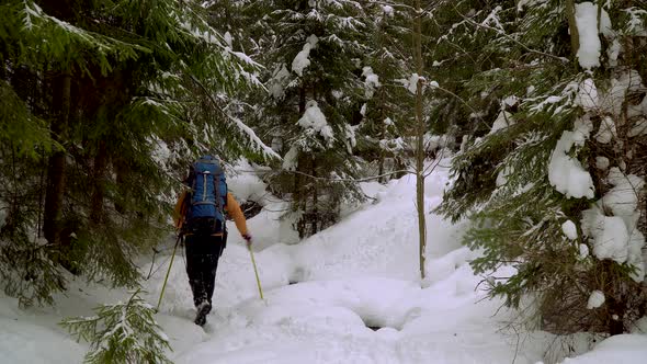 Backpacker Hiking in Winter Forest