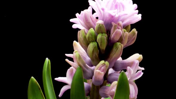 Spring Flowers Hyacinth Opening