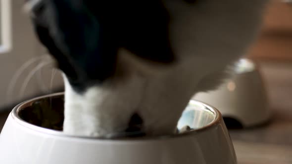 Puppy Australian Shepherd Eating Food