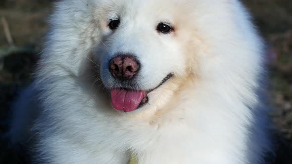 Beautiful white dog for a walk on a bright sunny day in the park. Samoyed dog husky smiles