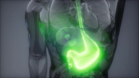 Human Stomach Radiology Exam alt