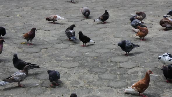 dozens of doves walking on the paving floor