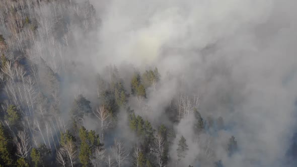 Strong Forest Fire in a Pine Forest