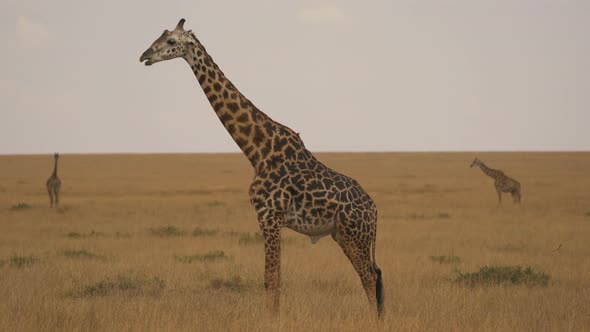 Giraffes in Masai Mara