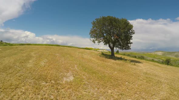 Lonely Yet Strong Tree Rising Above Agricultural Field, Aerial View, Nature