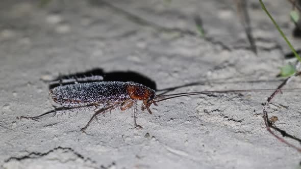 African Big Cockroach with Long Antennae Crawling Along Sand at Night Zanzibar