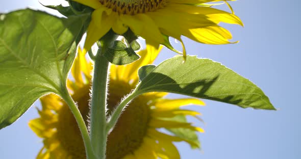 Leaves of a Sunflower