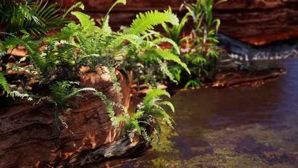 Tropical Golden Pond with Rocks and Green Plants alt