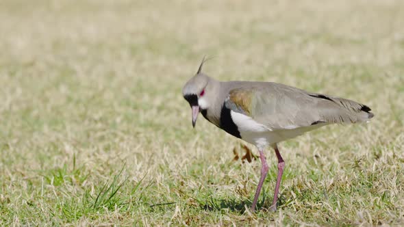 Close up of wild hunting Southern Lapwing Bird pecking prey of grass field