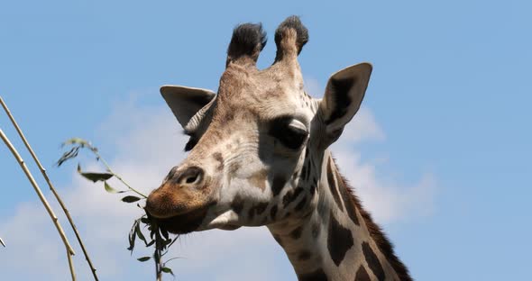 Giraffe eating the leaves from top of the tree (close-up shot)