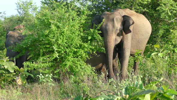 Close up from an Asian elephant with her baby 