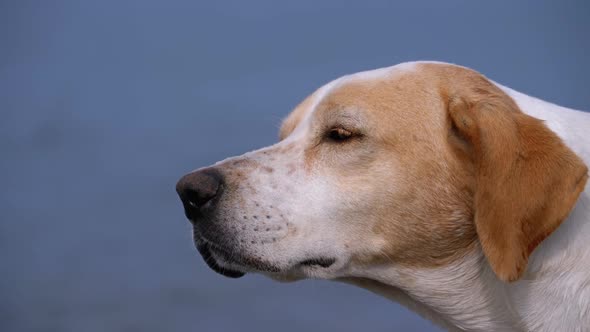 Muzzle of a Stray Dog Close-up. Wild White with a Red Lonely Dog Looks Into the Distance