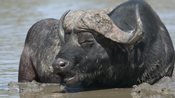 Cape Buffalo Close Up Slow Motion. Wild African Animal in River Mud. Kruger National Park, South Afr