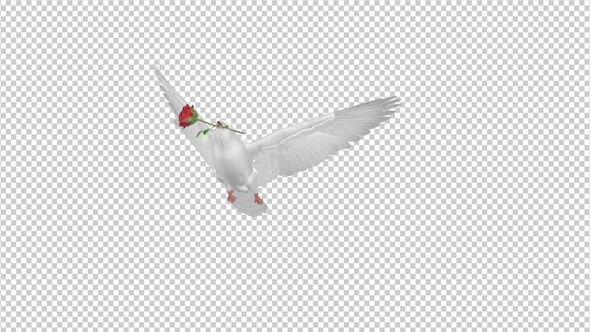 White Dove with Red Rose - Flying Transition - I