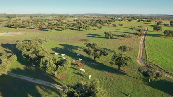 A Herd of Young Horses in a Pasture Along Wonderful Countryside