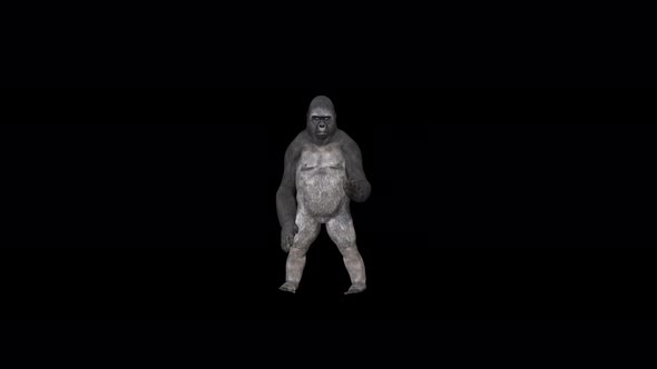 4K Gorilla Robot Dance