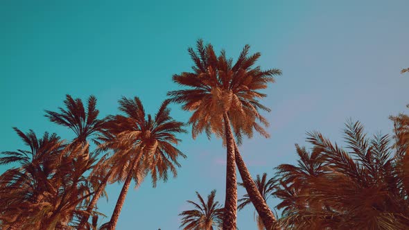 Palm Trees at Santa Monica Beach