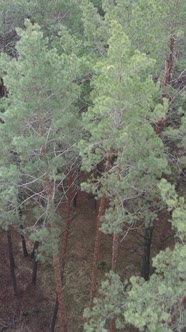 Vertical Video of the Pine Forest in the Afternoon