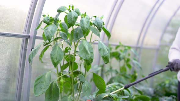 a Woman Sprays and Treats Pepper From Diseases and Pests