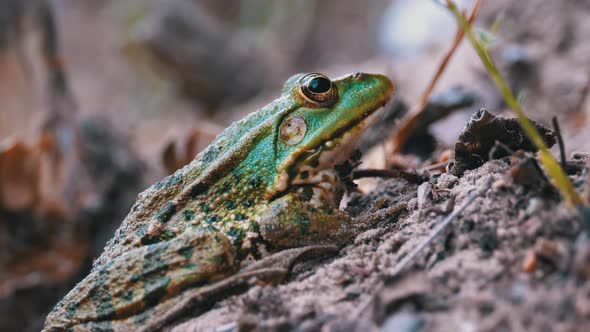 Frog Sits on the Sand Near the River Shore. Portrait of Green Toad.